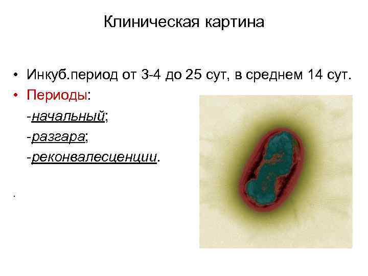 Клиническая картина • Инкуб. период от 3 -4 до 25 сут, в среднем 14