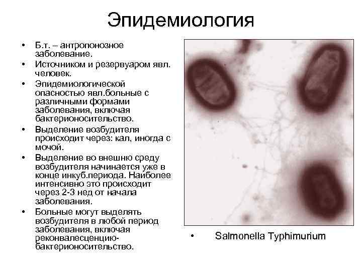 Эпидемиология • • • Б. т. – антропонозное заболевание. Источником и резервуаром явл. человек.