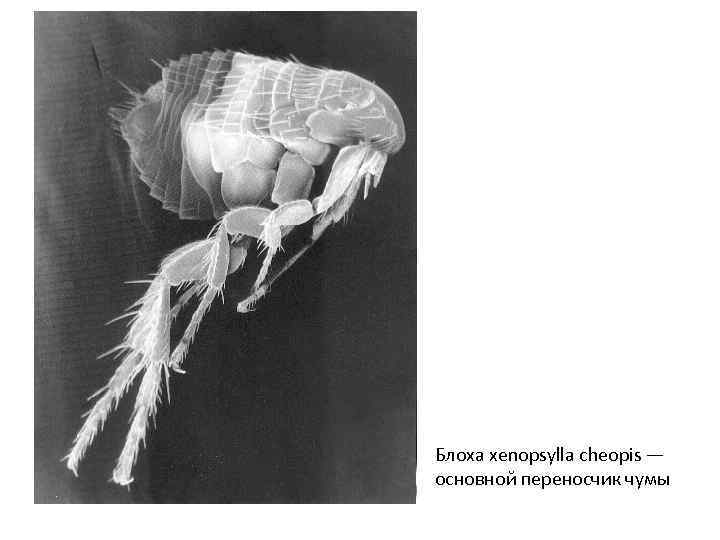 Блоха xenopsylla cheopis — основной переносчик чумы 