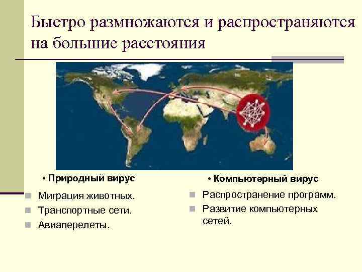 Быстро размножаются и распространяются на большие расстояния • Природный вирус • Компьютерный вирус n