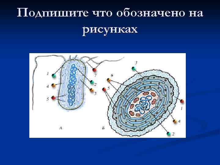 Подпишите что обозначено на рисунках 