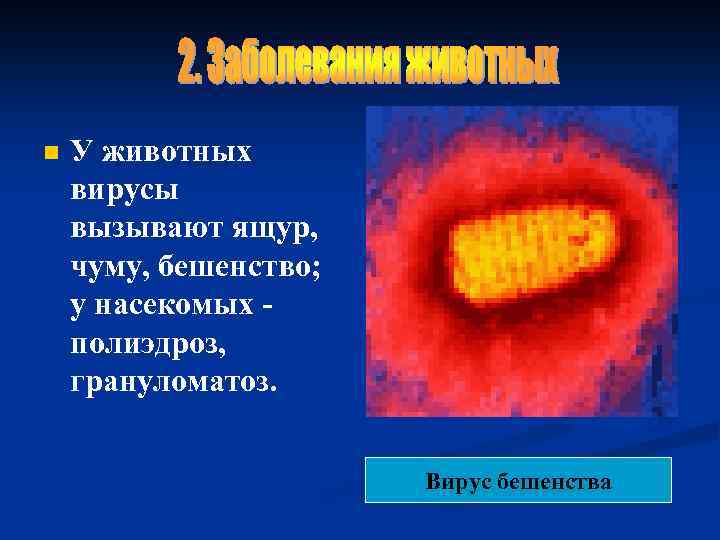 n У животных вирусы вызывают ящур, чуму, бешенство; у насекомых полиэдроз, грануломатоз. Вирус бешенства