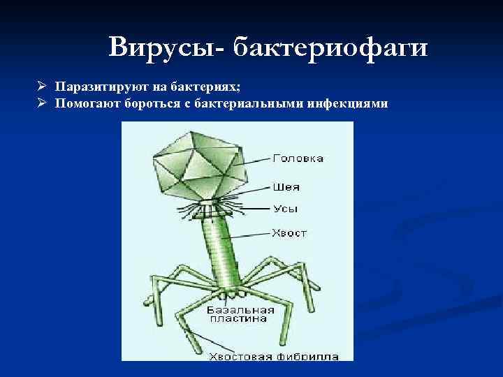 Наследственный аппарат бактериофага. Строение бактериофага микробиология. Строение вируса бактериофага. Микроорганизм бактериофаг. Бактериофаг царство.