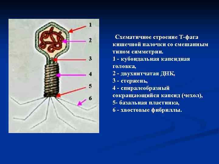 Тип симметрии комара. Тип симметрии капсида т-фагов. Схематичное строение бактериофага. Строение ДНК кишечной палочки. Строение фага.