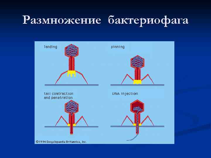 Размножение бактериофага 