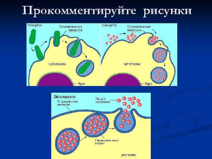 Прокомментируйте рисунки Экзоцитоз 