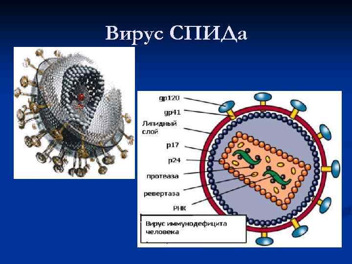 Вирус СПИДа 