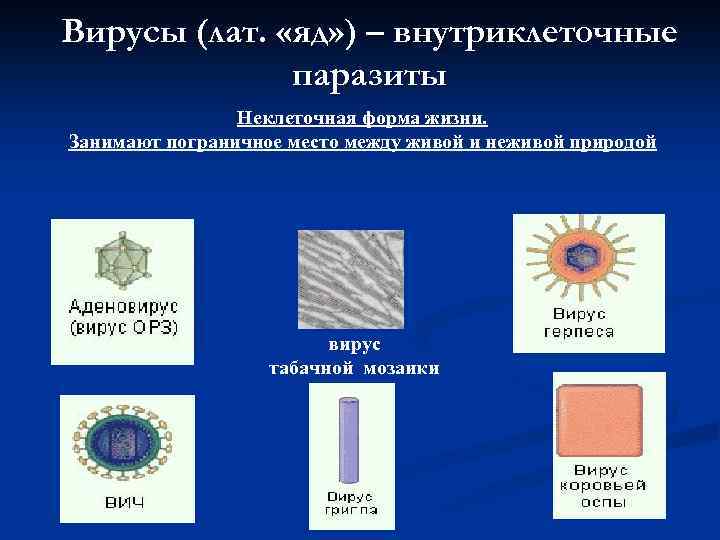 Вирусы (лат. «яд» ) – внутриклеточные паразиты Неклеточная форма жизни. Занимают пограничное место между