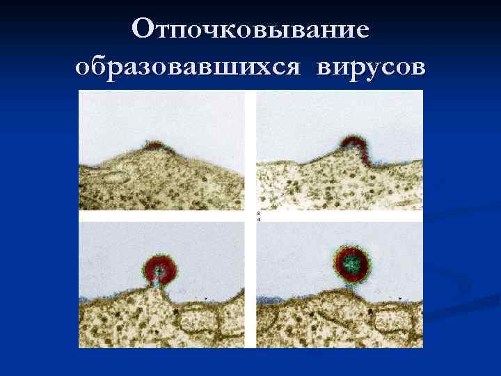 Отпочковывание образовавшихся вирусов 