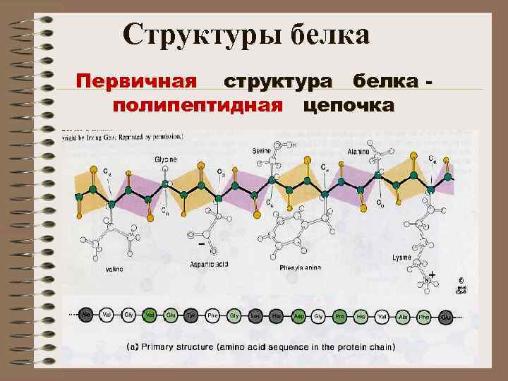 Структуры белка Первичная структура белка полипептидная цепочка 