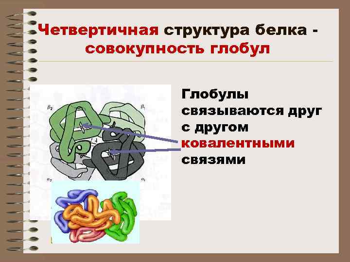 Четвертичная структура белка совокупность глобул Глобулы связываются друг с другом ковалентными связями 