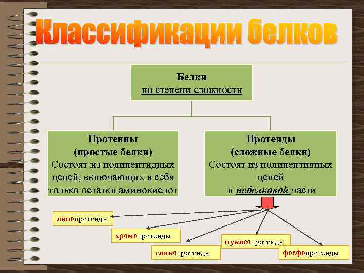 Белки по степени сложности Протеины (простые белки) Состоят из полипептидных цепей, включающих в себя