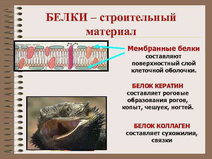 БЕЛКИ – строительный материал Мембранные белки составляют поверхностный слой клеточной оболочки. БЕЛОК КЕРАТИН составляет