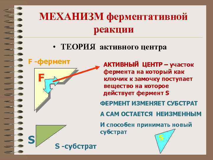 МЕХАНИЗМ ферментативной реакции • ТЕОРИЯ активного центра F -фермент F АКТИВНЫЙ ЦЕНТР – участок