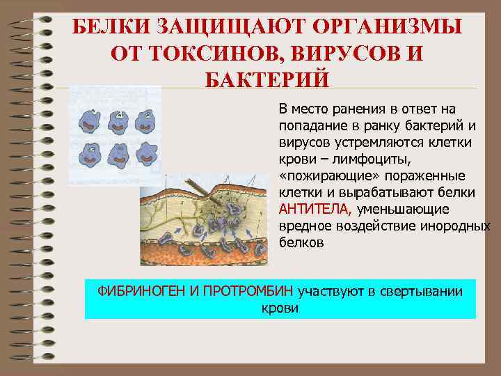 БЕЛКИ ЗАЩИЩАЮТ ОРГАНИЗМЫ ОТ ТОКСИНОВ, ВИРУСОВ И БАКТЕРИЙ В место ранения в ответ на