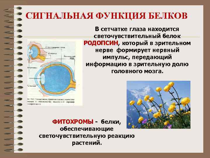 Сигнальную функцию в организме выполняет белок