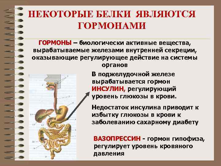 НЕКОТОРЫЕ БЕЛКИ ЯВЛЯЮТСЯ ГОРМОНАМИ ГОРМОНЫ – биологически активные вещества, вырабатываемые железами внутренней секреции, оказывающие