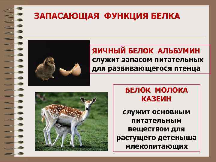 ЗАПАСАЮЩАЯ ФУНКЦИЯ БЕЛКА ЯИЧНЫЙ БЕЛОК АЛЬБУМИН служит запасом питательных для развивающегося птенца БЕЛОК МОЛОКА