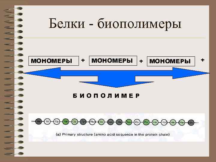 Белки мономеры. Биополимеры белки схема. Основные типы биополимеров. Полимеры биополимеры мономеры. Мономеры белков примеры.