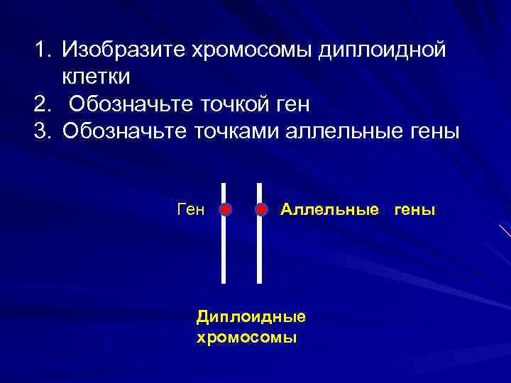 1. Изобразите хромосомы диплоидной клетки 2. Обозначьте точкой ген 3. Обозначьте точками аллельные гены