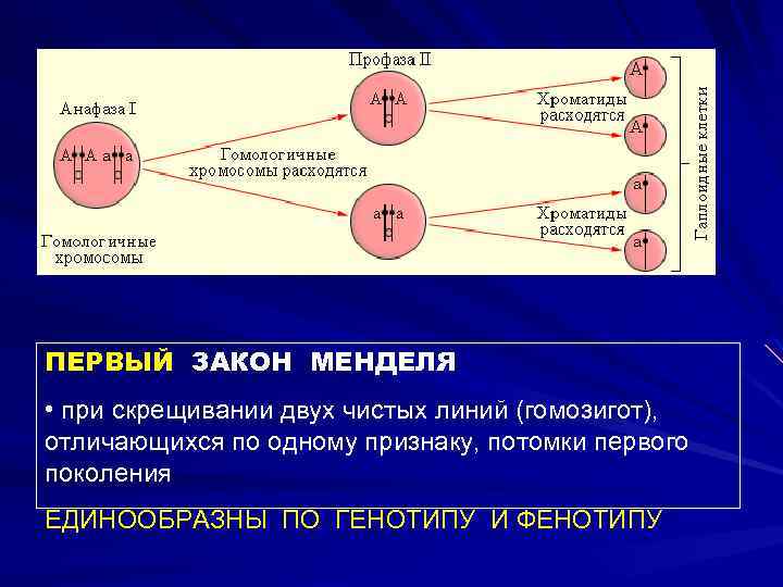 ПЕРВЫЙ ЗАКОН МЕНДЕЛЯ • при скрещивании двух чистых линий (гомозигот), отличающихся по одному признаку,