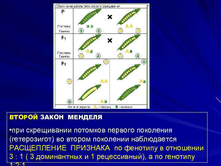 ВТОРОЙ ЗАКОН МЕНДЕЛЯ • при скрещивании потомков первого поколения (гетерозигот) во втором поколении наблюдается