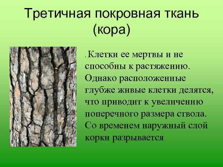 Ткань коры. Покровная ткань кора. Третичная покровная ткань. Покровная ткань дерева. Третичная покровная ткань кора.