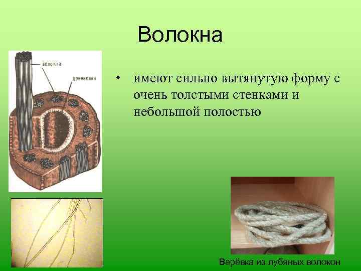 Волокна • имеют сильно вытянутую форму с очень толстыми стенками и небольшой полостью Верёвка