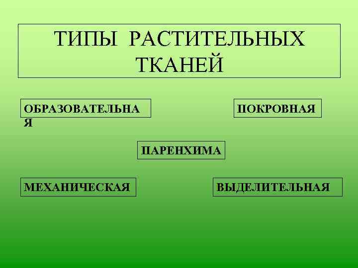 ТИПЫ РАСТИТЕЛЬНЫХ ТКАНЕЙ ОБРАЗОВАТЕЛЬНА Я ПОКРОВНАЯ ПАРЕНХИМА МЕХАНИЧЕСКАЯ ВЫДЕЛИТЕЛЬНАЯ 