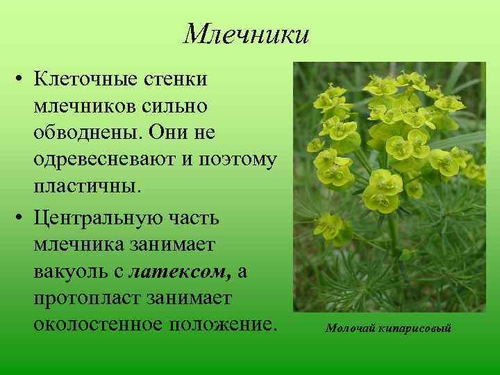 Млечники • Клеточные стенки млечников сильно обводнены. Они не одревесневают и поэтому пластичны. •