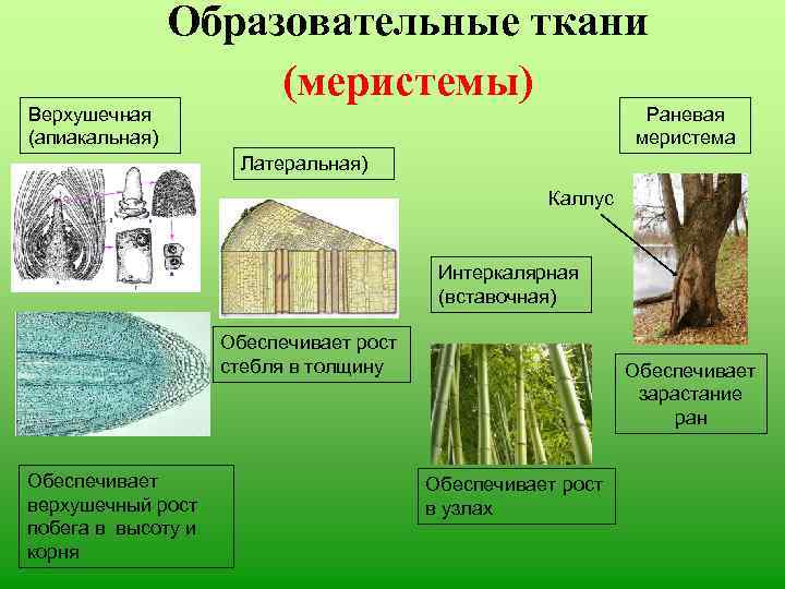 Меристематические ткани растений. Образовательная ткань растений меристема. Раневая ткань растений. Раневая меристема строение. Строение вставочной меристемы.