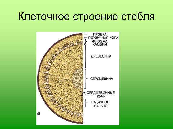 Клеточное строение стебля 