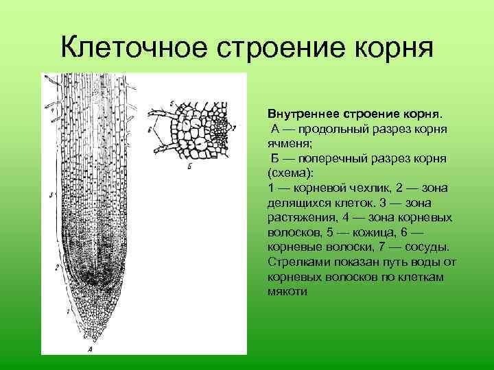 Рисунок внутреннего строения корня