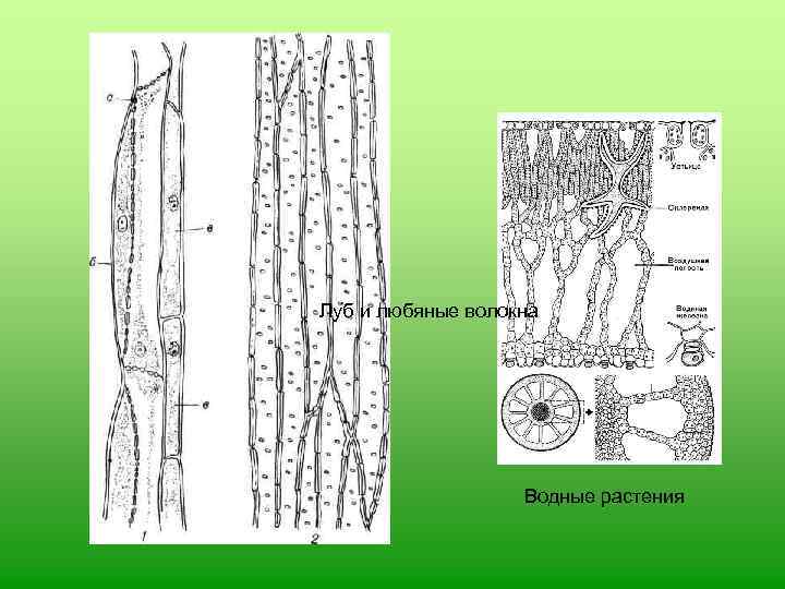 Луб и любяные волокна Водные растения 