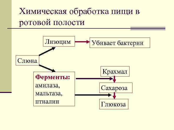 Химическая обработка пищи в ротовой полости Лизоцим Убивает бактерии Слюна Ферменты: амилаза, мальтаза, птиалин