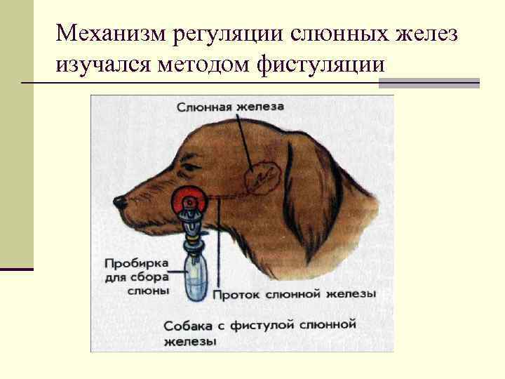 Механизм регуляции слюнных желез изучался методом фистуляции 