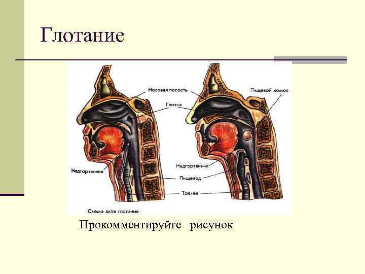 Глотание Прокомментируйте рисунок 