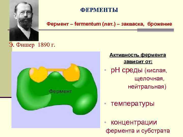 ФЕРМЕНТЫ Фермент – fermentum (лат. ) – закваска, брожение Э. Фишер 1890 г. Активность