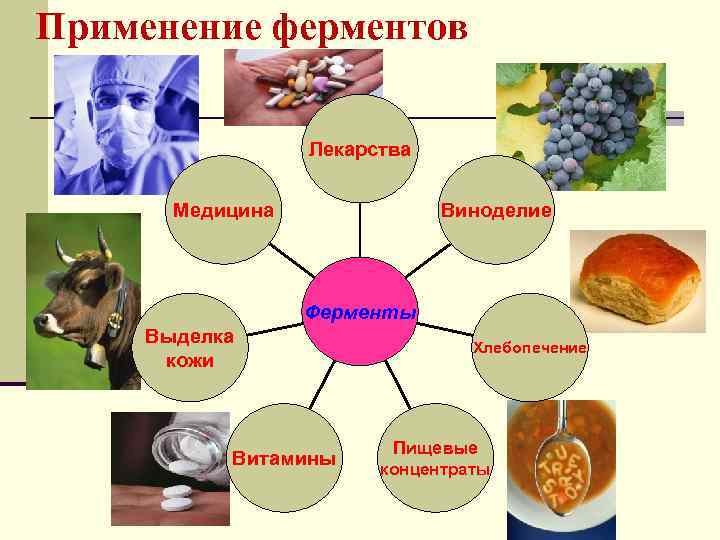 Применение ферментов Лекарства Медицина Виноделие Ферменты Выделка кожи Витамины Хлебопечение Пищевые концентраты 