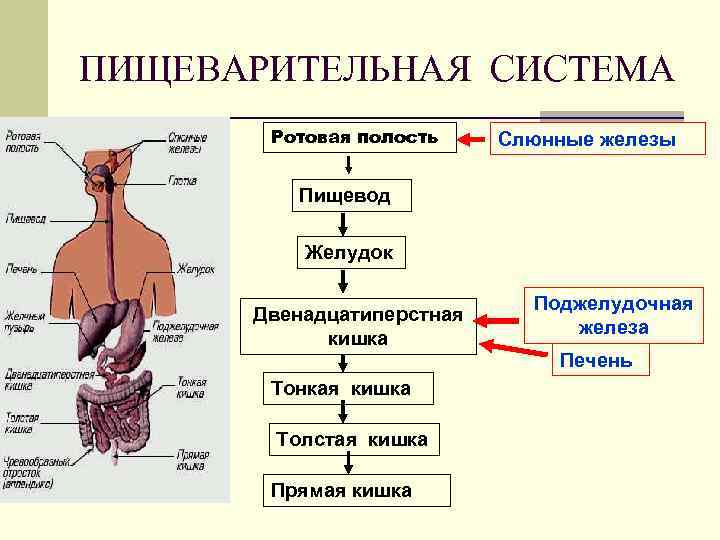 Пищеварение в полости