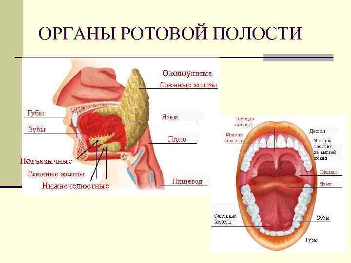 ОРГАНЫ РОТОВОЙ ПОЛОСТИ Околоушные Подъязычные Нижнечелюстные 