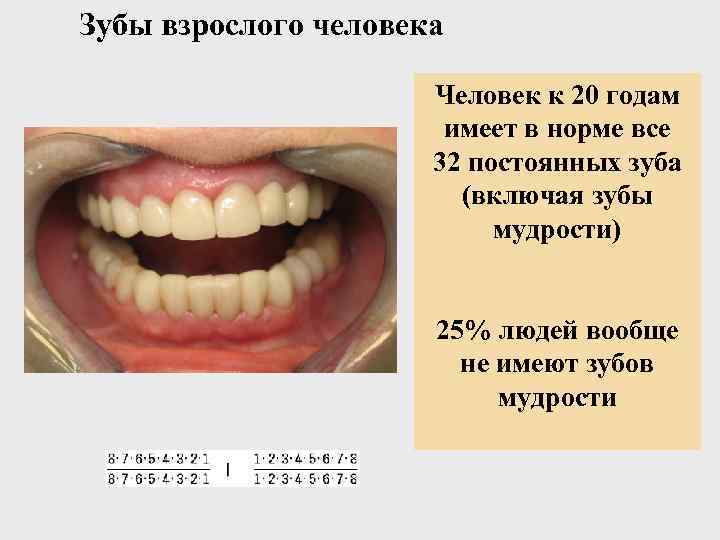 У взрослого человека обычно имеется. Зубы человека. Нормальные зубы у взрослого человека.