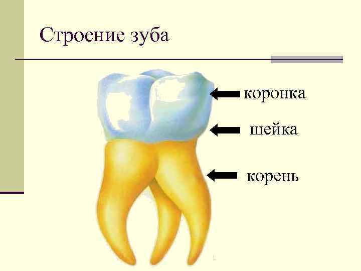 Строение зуба коронка шейка корень 