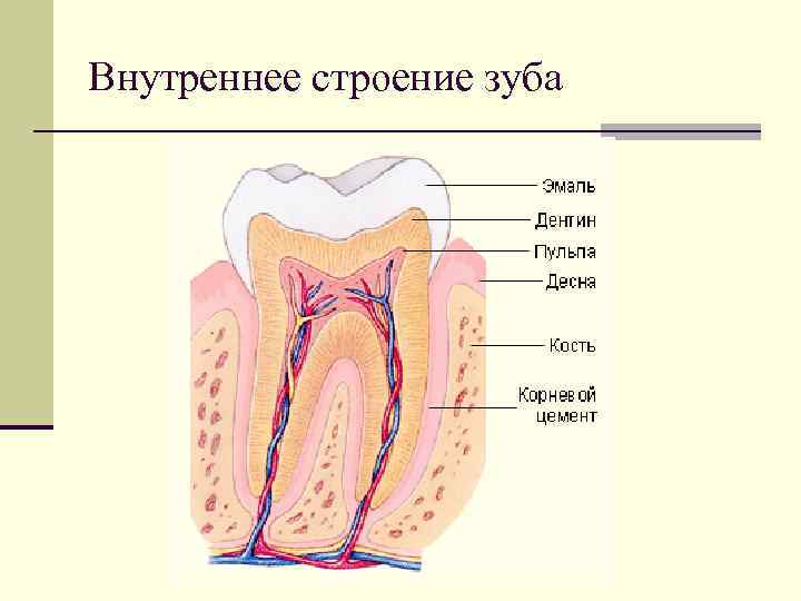 Внутреннее строение зуба 