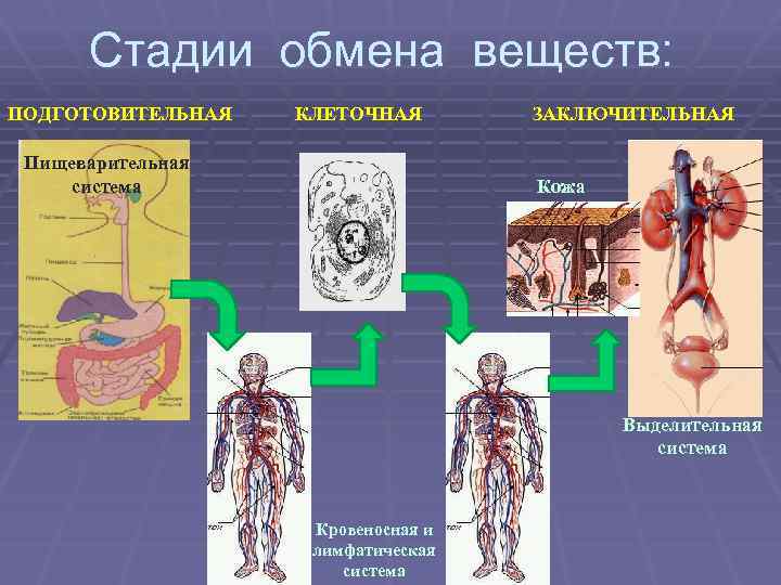 Стадии обмена веществ: ПОДГОТОВИТЕЛЬНАЯ КЛЕТОЧНАЯ Пищеварительная система ЗАКЛЮЧИТЕЛЬНАЯ Кожа Выделительная система Кровеносная и лимфатическая