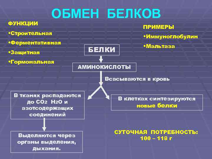 ФУНКЦИИ ОБМЕН БЕЛКОВ ПРИМЕРЫ • Строительная • Иммуноглобулин • Ферментативная БЕЛКИ • Защитная •