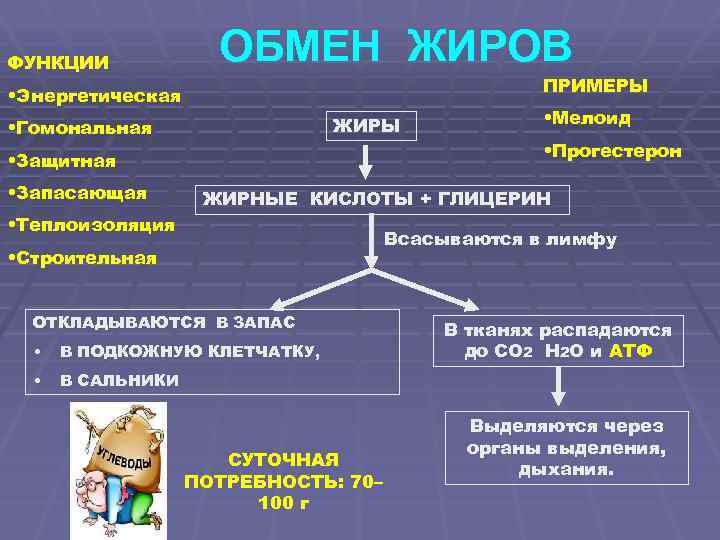 ФУНКЦИИ ОБМЕН ЖИРОВ ПРИМЕРЫ • Энергетическая ЖИРЫ • Гомональная • Защитная • Запасающая •