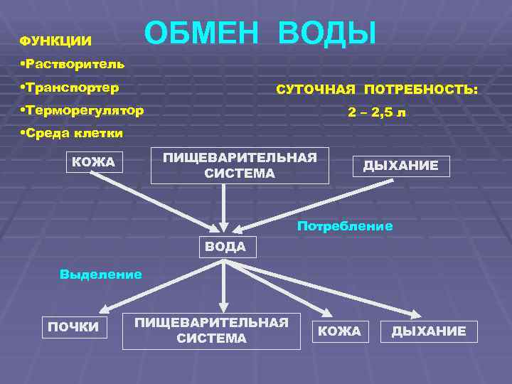 ОБМЕН ВОДЫ ФУНКЦИИ • Растворитель • Транспортер СУТОЧНАЯ ПОТРЕБНОСТЬ: • Терморегулятор 2 – 2,