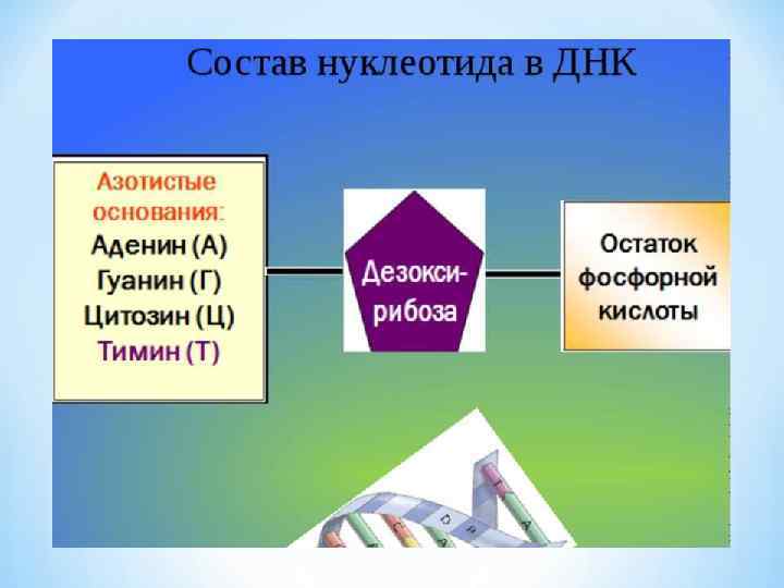 В состав днк входят основания. Состав нуклеотида ДНК. В состав нуклеотида ДНК входит. Вещества входящие в состав нуклеотидов ДНК. Состав нуклеотида дезоксирибонуклеиновой кислоты.