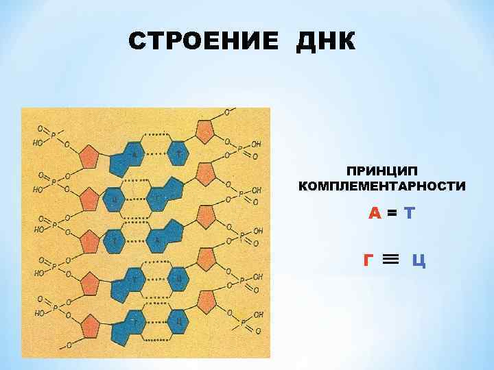 СТРОЕНИЕ ДНК ПРИНЦИП КОМПЛЕМЕНТАРНОСТИ А=Т Г Ц 